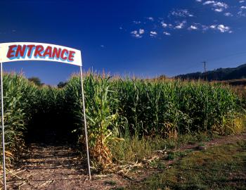 entrance to a corn maze
