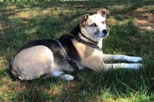 Pet Friendly Killington VT Vacation Pet Friendly Killington VT Vacation