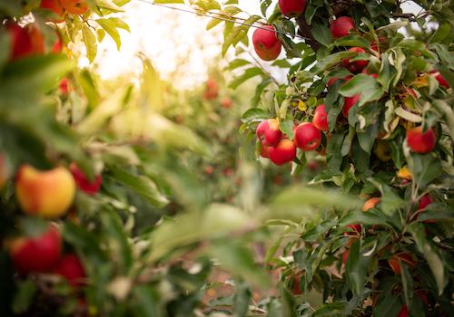 apples on a tree in an orchard
