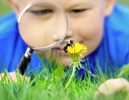 little kid looking at a bumble bee on a flower through a microscope